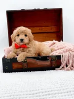 Shaggy, a male Miniature Goldendoodle for sale in Statesville, NC – 8 of 10