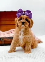 Loretta, a female Cavapoo for sale in Statesville, NC – Photo 9 of 10