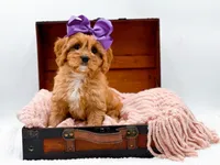 Loretta, a female Cavapoo for sale in Statesville, NC – Photo 7 of 10