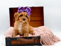 Loretta, a female Cavapoo for sale in Statesville, NC – Photo 10 of 10