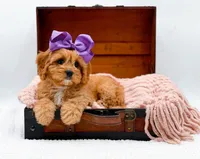 Loretta, a female Cavapoo for sale in Statesville, NC – Photo 2 of 10