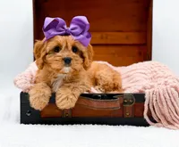 Loretta, a female Cavapoo for sale in Statesville, NC – Photo 4 of 10