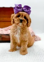 Loretta, a female Cavapoo for sale in Statesville, NC – Photo 6 of 10