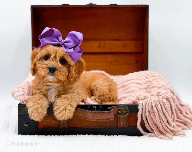 Loretta – Cavapoo puppy for sale in Statesville, NC