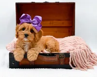 Loretta, a female Cavapoo for sale in Statesville, NC – Photo 1 of 10