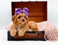 Loretta, a female Cavapoo for sale in Statesville, NC – Photo 5 of 10