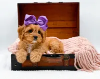 Loretta, a female Cavapoo for sale in Statesville, NC – Photo 3 of 10