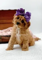 Loretta, a female Cavapoo for sale in Statesville, NC – Photo 8 of 10