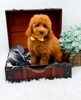Elsie, a female Miniature Goldendoodle for sale in Statesville, NC – 7 of 9