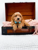 Samson, a male Miniature Goldendoodle for sale in Statesville, NC – 2 of 10