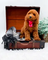 Emma, a female Miniature Goldendoodle for sale in Statesville, NC – 4 of 10