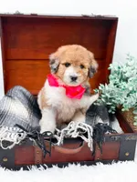 Faye-Blue Eye, a male Bernedoodle for sale in Statesville, NC – 5 of 10