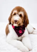 Honey, a male Bernedoodle for sale in Statesville, NC – 6 of 7