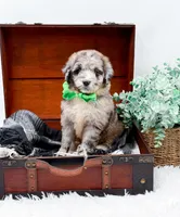Franklin, a male Bernedoodle for sale in Statesville, NC – 3 of 10
