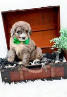 Freckles(Blue Eye), a male Bernedoodle for sale in Statesville, NC – 7 of 10