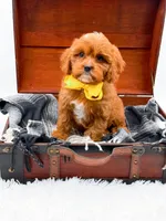 Summer, a female Cavapoo for sale in Statesville, NC – 2 of 10