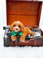 Stewart, a male Cavapoo for sale in Statesville, NC – 3 of 10
