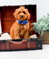 Paulie, a male Miniature Goldendoodle for sale in Statesville, NC – 8 of 10