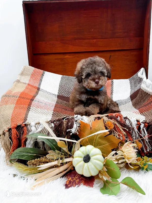Victor – Poodle - Toy  puppy for sale in Statesville, NC