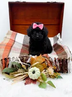 Maddie, a female Poodle - Toy  for sale in Statesville, NC – 9 of 10