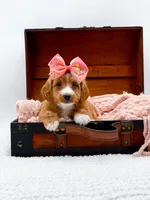Stella, a female Miniature Goldendoodle for sale in Statesville, NC – 2 of 10