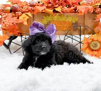 Tessa, a female Cavapoo for sale in Statesville, NC – 10 of 10