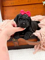Micro Mini Nancy, a female Miniature Bernedoodle for sale in Statesville, NC – 3 of 10