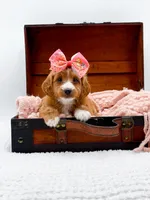Stella, a female Miniature Goldendoodle for sale in Statesville, NC – 5 of 10