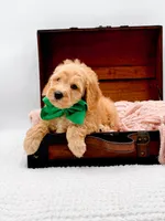 Alvin, a male Miniature Goldendoodle for sale in Statesville, NC – 3 of 10