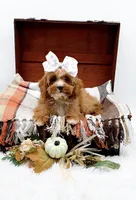 Lady, a female Cavapoo for sale in Statesville, NC – 7 of 10