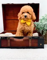 Piper, a female Miniature Goldendoodle for sale in Statesville, NC – 8 of 10