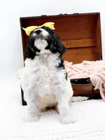 Hope, a female Bernedoodle for sale in Statesville, NC – 9 of 10