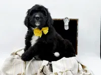 Annabelle, a female Bernedoodle for sale in Statesville, NC – Photo 1 of 10