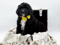 Annabelle, a female Bernedoodle for sale in Statesville, NC – Photo 2 of 10