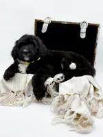 Annabelle, a female Bernedoodle for sale in Statesville, NC – Photo 7 of 10