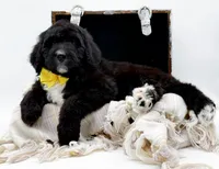 Annabelle, a female Bernedoodle for sale in Statesville, NC – Photo 8 of 10