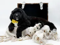 Annabelle, a female Bernedoodle for sale in Statesville, NC – Photo 3 of 10