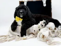 Annabelle, a female Bernedoodle for sale in Statesville, NC – Photo 4 of 10