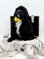 Annabelle, a female Bernedoodle for sale in Statesville, NC – Photo 5 of 10