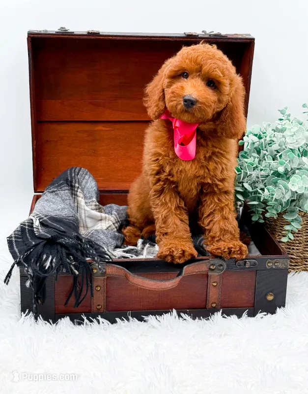 Emma – Miniature Goldendoodle puppy for sale in Statesville, NC