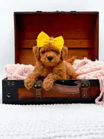 Alice, a female Miniature Goldendoodle for sale in Statesville, NC – 5 of 10
