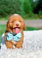 Ozzy, a male Miniature Bernedoodle for sale in Statesville, NC – 5 of 10