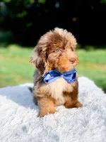 Odin-Blue Eyes, a male Miniature Bernedoodle for sale in Statesville, NC – 2 of 10