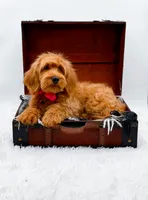 Amy, a female Miniature Goldendoodle for sale in Statesville, NC – 2 of 10