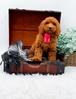 Emma, a female Miniature Goldendoodle for sale in Statesville, NC – 9 of 10