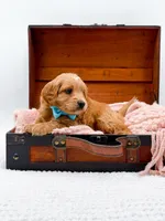 Samson, a male Miniature Goldendoodle for sale in Statesville, NC – 9 of 10