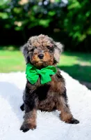 Ollie, a male Miniature Bernedoodle for sale in Statesville, NC – 7 of 10