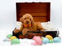 Archie, a male Miniature Goldendoodle for sale in Statesville, NC – Photo 9 of 10