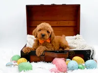 Archie, a male Miniature Goldendoodle for sale in Statesville, NC – Photo 1 of 10