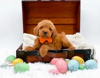 Archie, a male Miniature Goldendoodle for sale in Statesville, NC – Photo 10 of 10